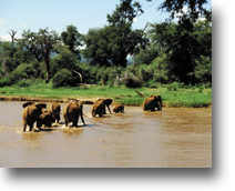Elephants
