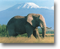 Mount Kilimanjaro