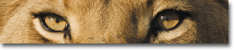 lioneyes750x160.jpg