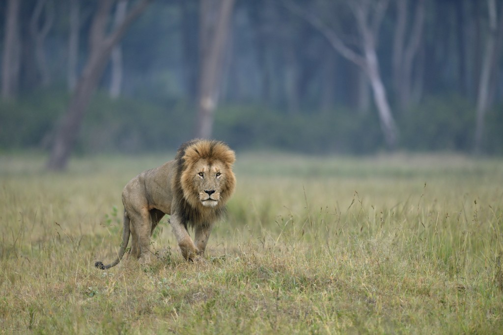 World Lion Day - Somak Luxury Travel