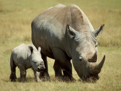 Rhino and baby rhino