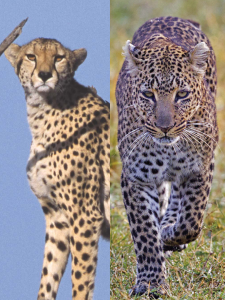 Cheetah and Leopard