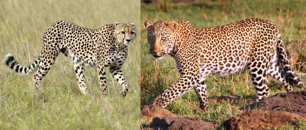 Cheetah and leopard