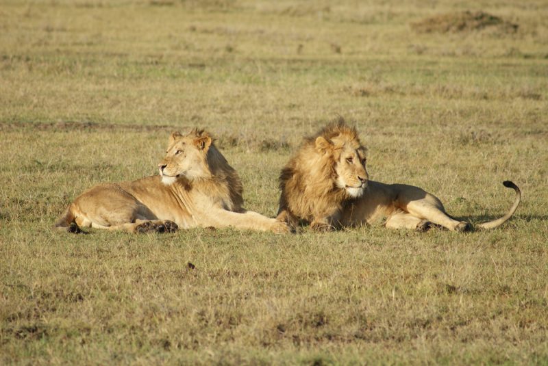 Exotic Holiday In The Masai Mara Somak Luxury Travel