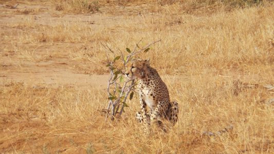 Cheetah in Tsavo, Kenya
