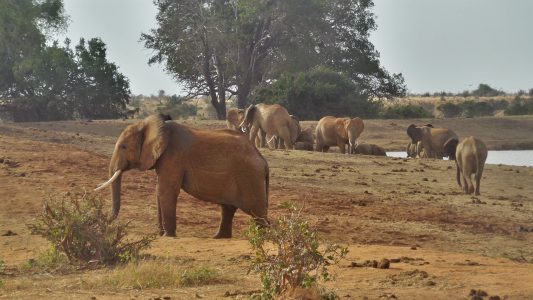 Elephants in Tsavo, Kenya