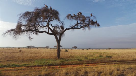 Kenya savannah
