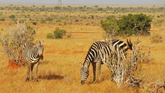 Zebras in Tsavo, Kenya