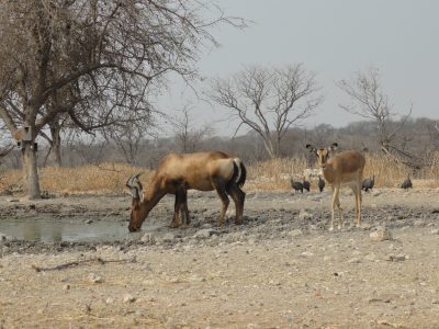 Wildlife in Namibia