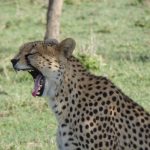Cheetah
