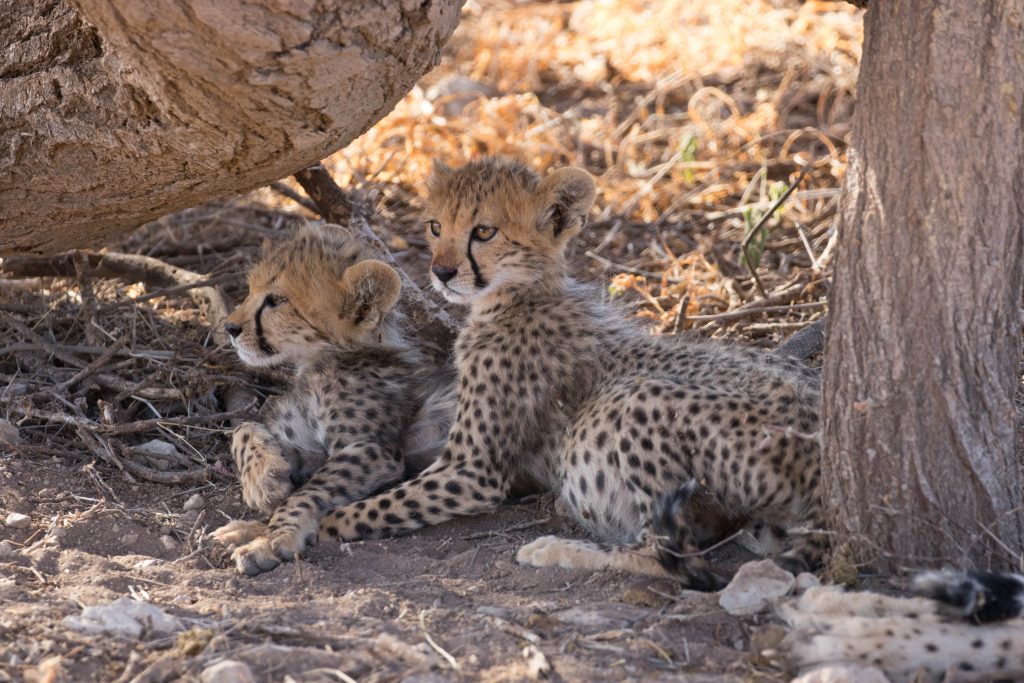 Cheetah cubs Cheetah cubs