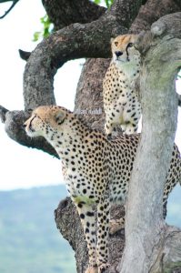 Cheetahs in a tree Cheetahs in a tree