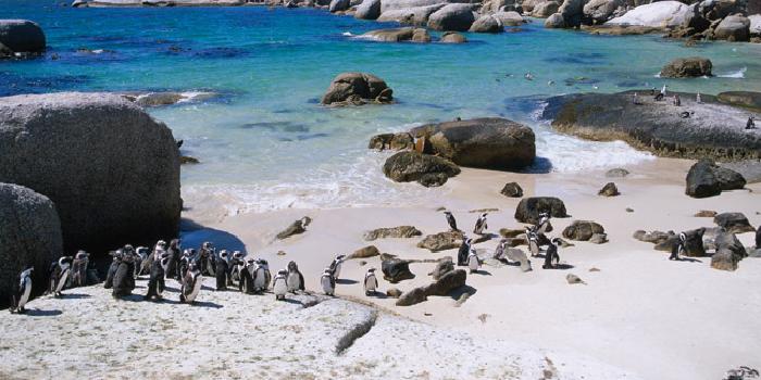 Penguins at Boulders Beach South Africa Penguins on Boulders Beach, South Africa