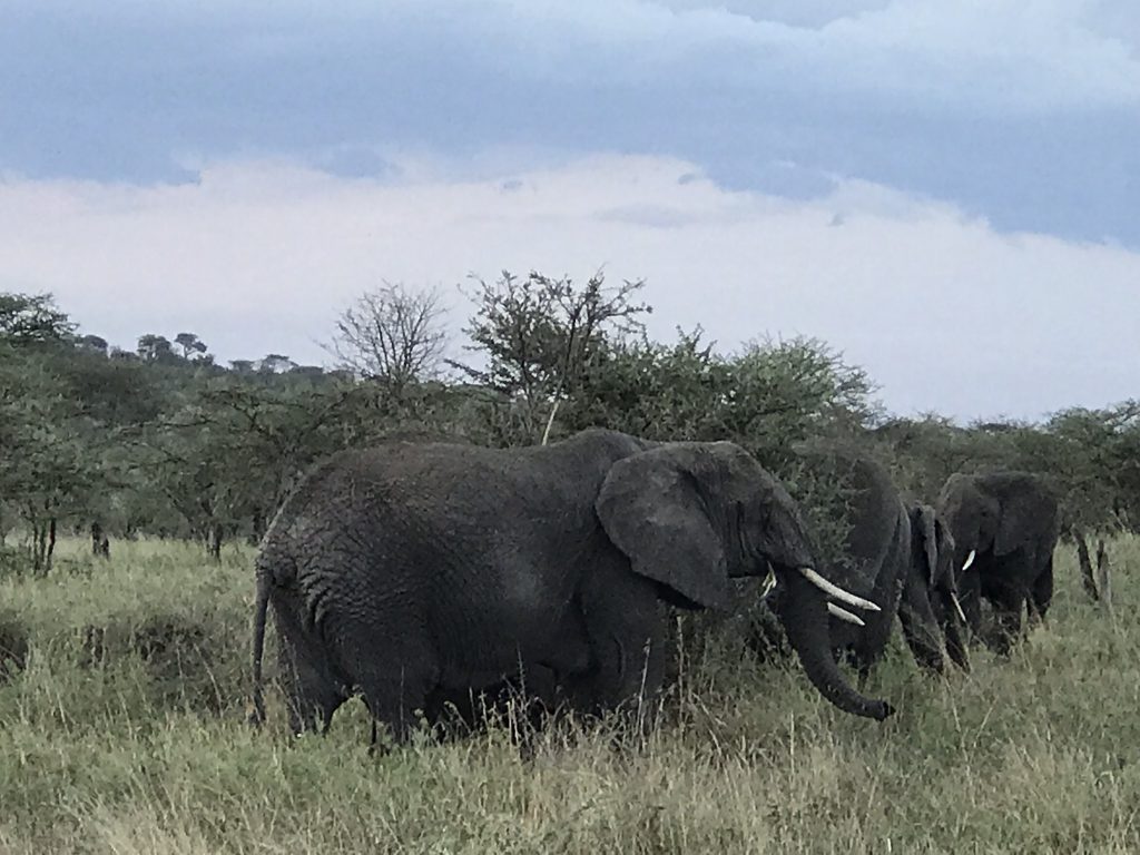 elephants in tanzania