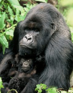 Gorillas in Rwanda Gorillas in Rwanda