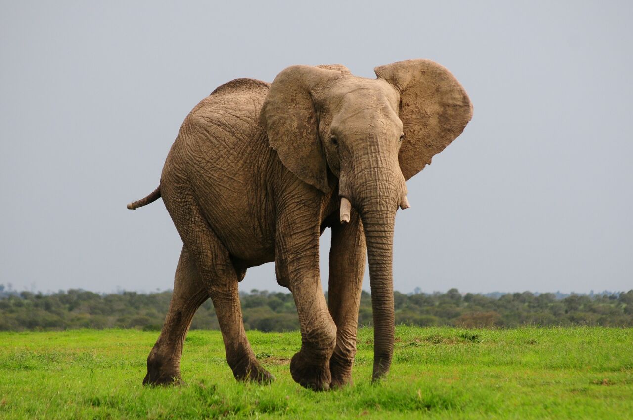 Endangered Species Day 2019 - Somak Luxury Travel
