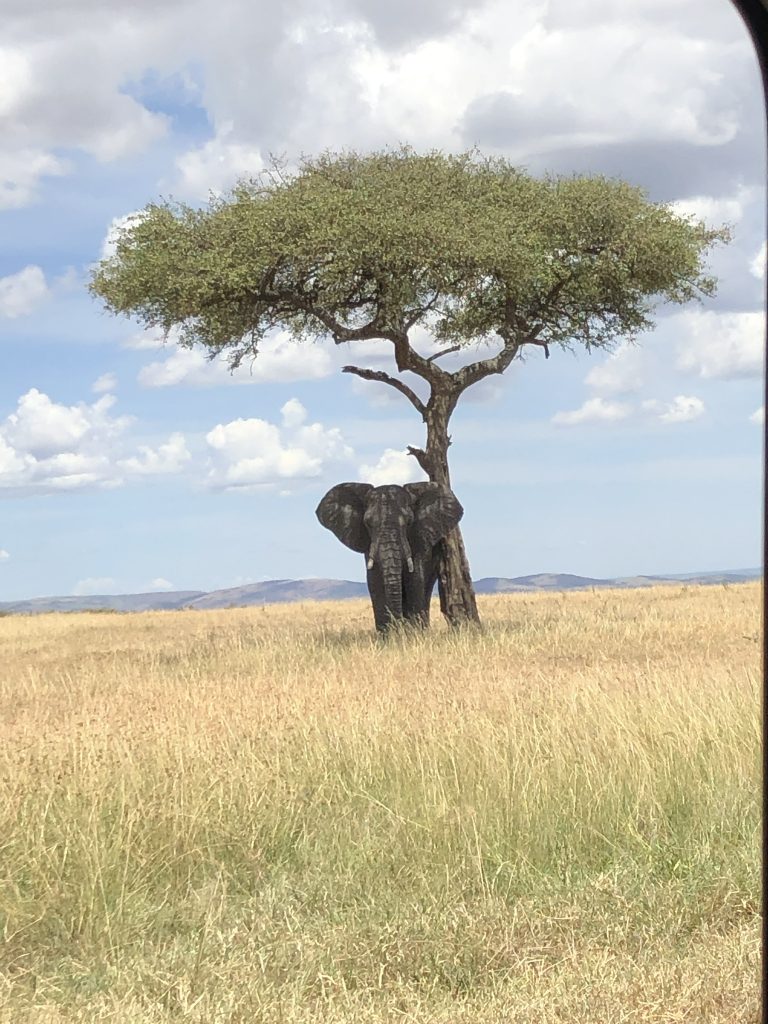 Kenya Safari Holiday Elephant under a tree