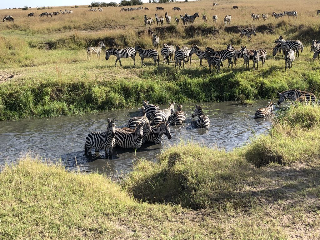 Kenya Safari Holiday A herd of zebras