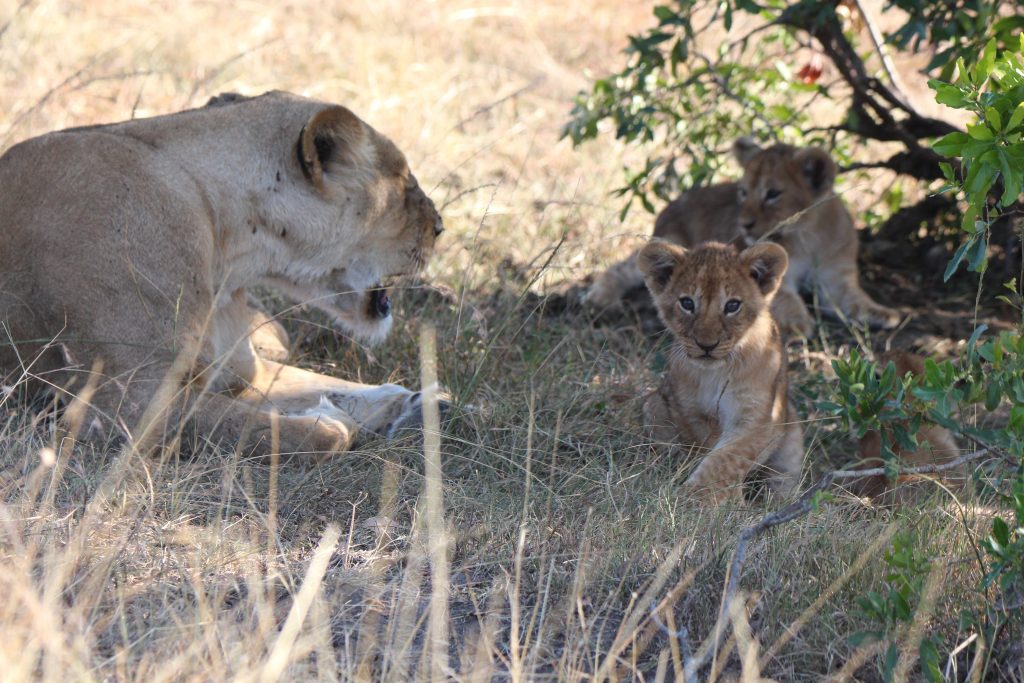 A lioness and her cubs in the Masai Mara A lioness and her cubs in the Masai Mara