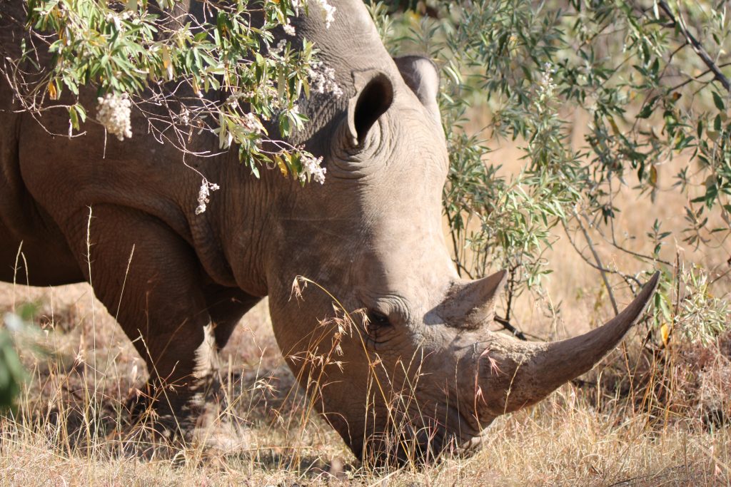 A rhino in the Masai Mara A rhino in the Masai Mara