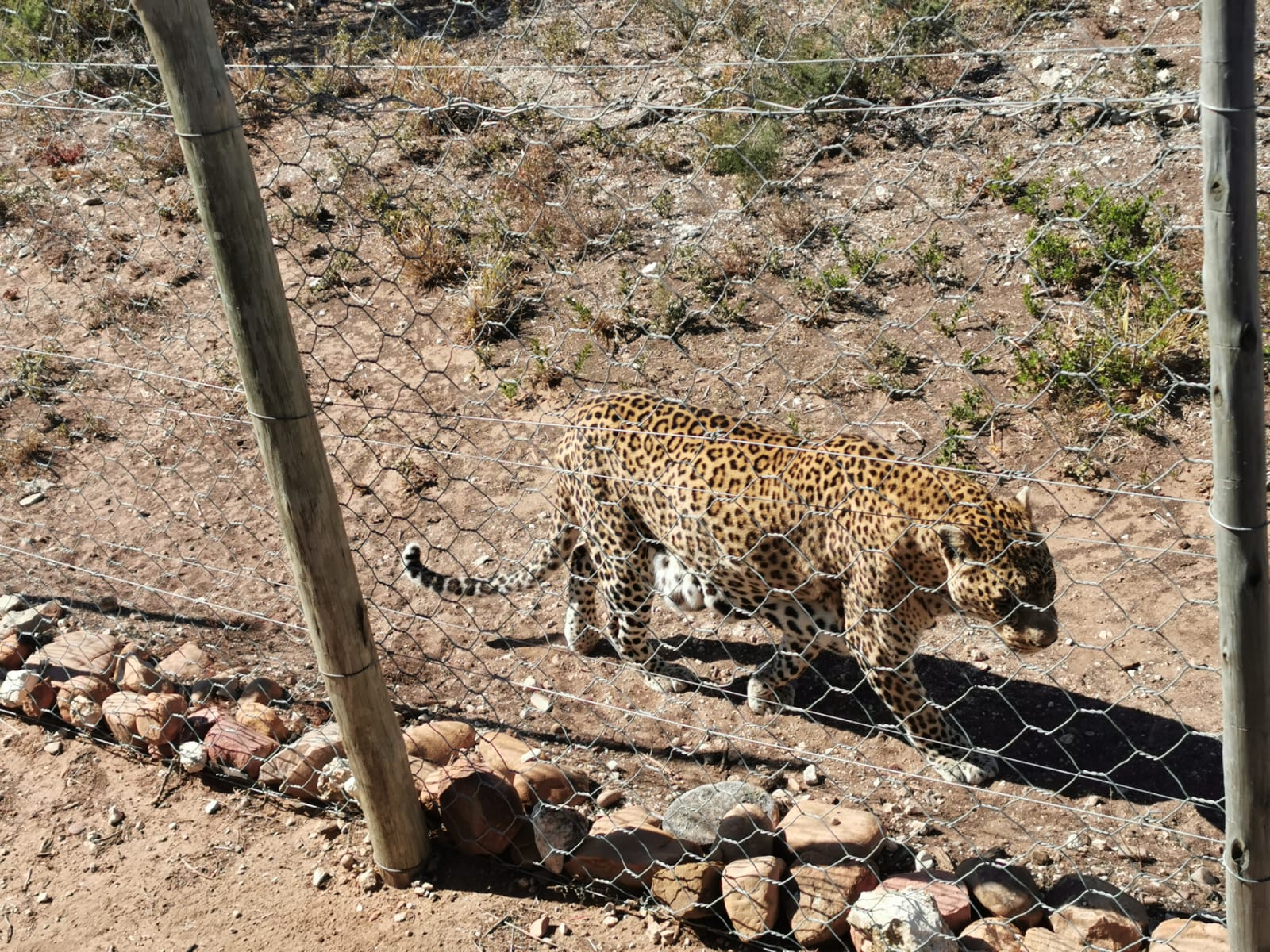 An inspiring visit to the Shamwari Big Cat Sanctuary in South Africa