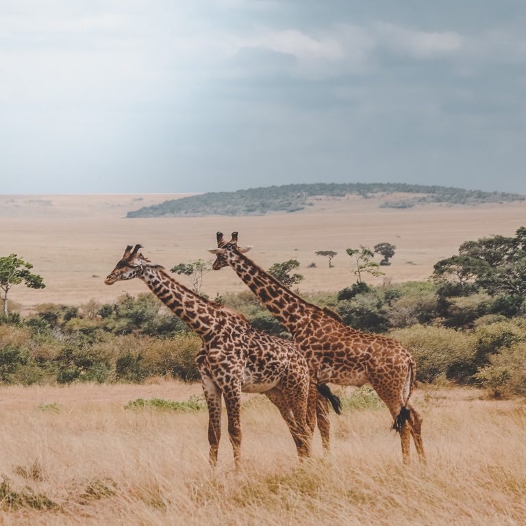 Ethiopia Archives - Somak Luxury Travel