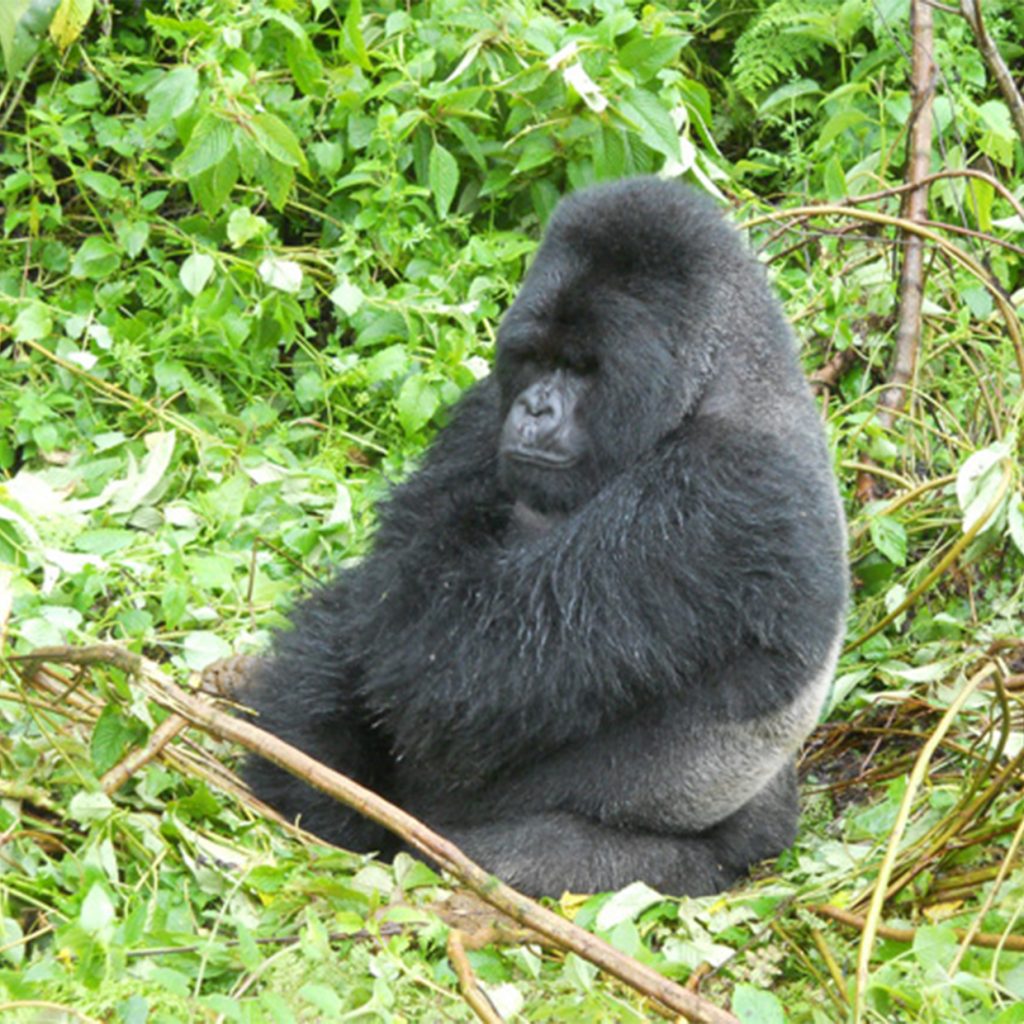 Uganda Archives - Somak Luxury Travel