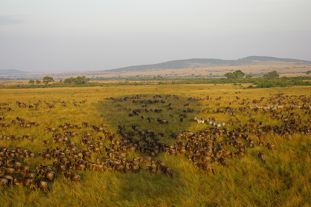 Balloon over migration in Kenya