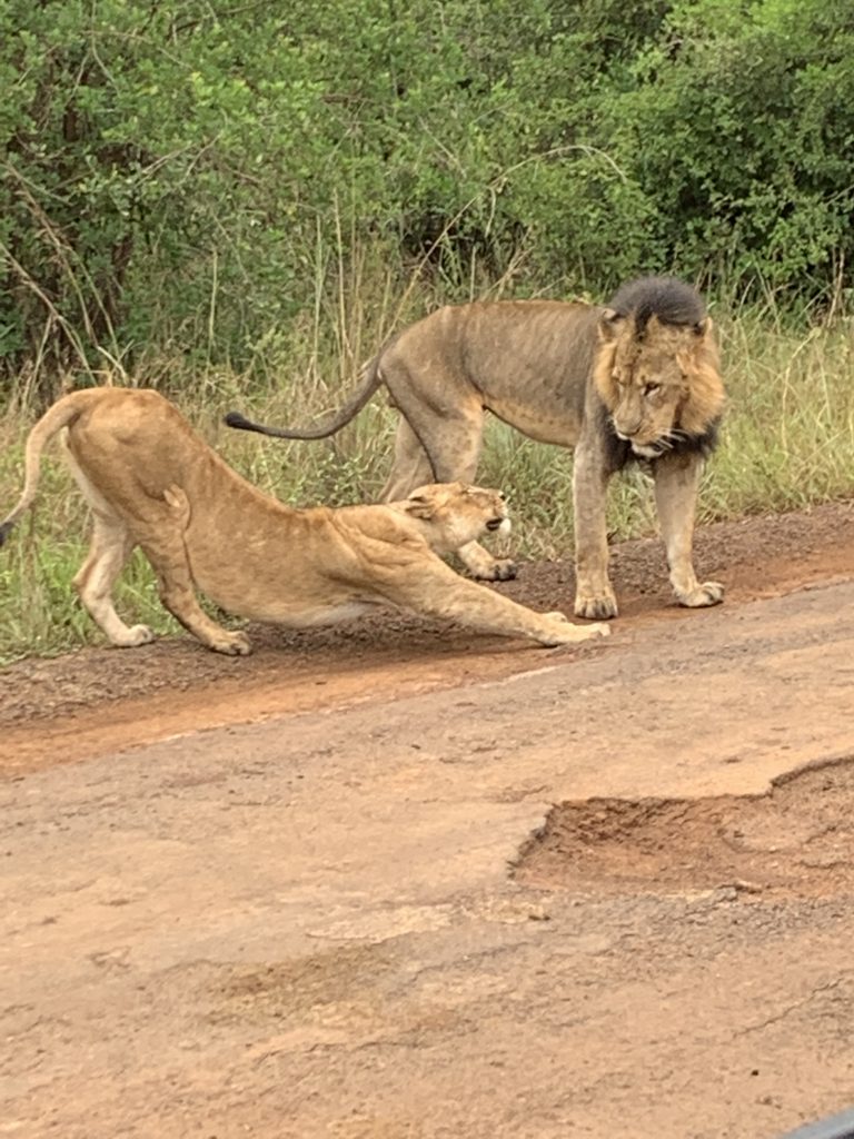 Lions stretching