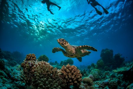 Underwater image of a coral reef with divers at the surface and a turtle swimming over the top of the coral. Used in a blog article about how responsible travel can help assist the environment