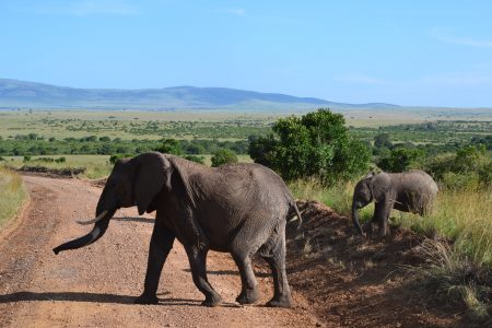 A Kenyan Safari Adventure of a Lifetime - Somak Luxury Travel