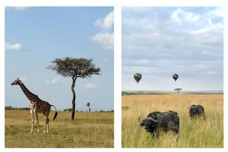 African Savannah with animals including giraffe and African buffalo in the foreground, the photo on the right has hot air balloons in the background.
