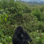 Gorilla with greenery around her and mountains in the background.