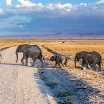 Elephants crossing the road in Kenya