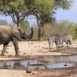 Elephant and Zebra at a waterhole in Zimbabwe.