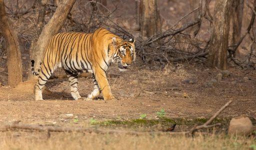 Bengal Tiger from India seen in the wild. These animals numbers have increeased due to conseravtion efforts but they are still endangered