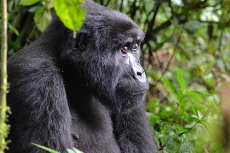 Mountain Gorilla in the Bwindi Forests of Uganda
