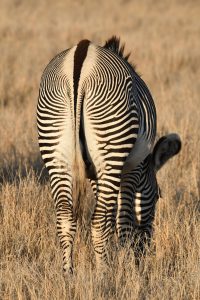 Grevy's Zebra rear view to show black dorsal marking