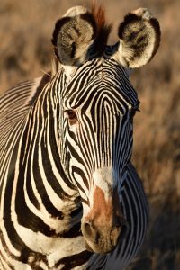Grevy's Zebra close up of head and face