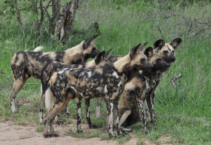 African wild dog pack in the wild