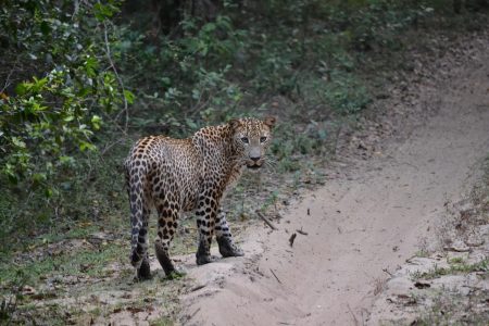 Sri Lankan Leopard looking back as it walks along a path in the jungle