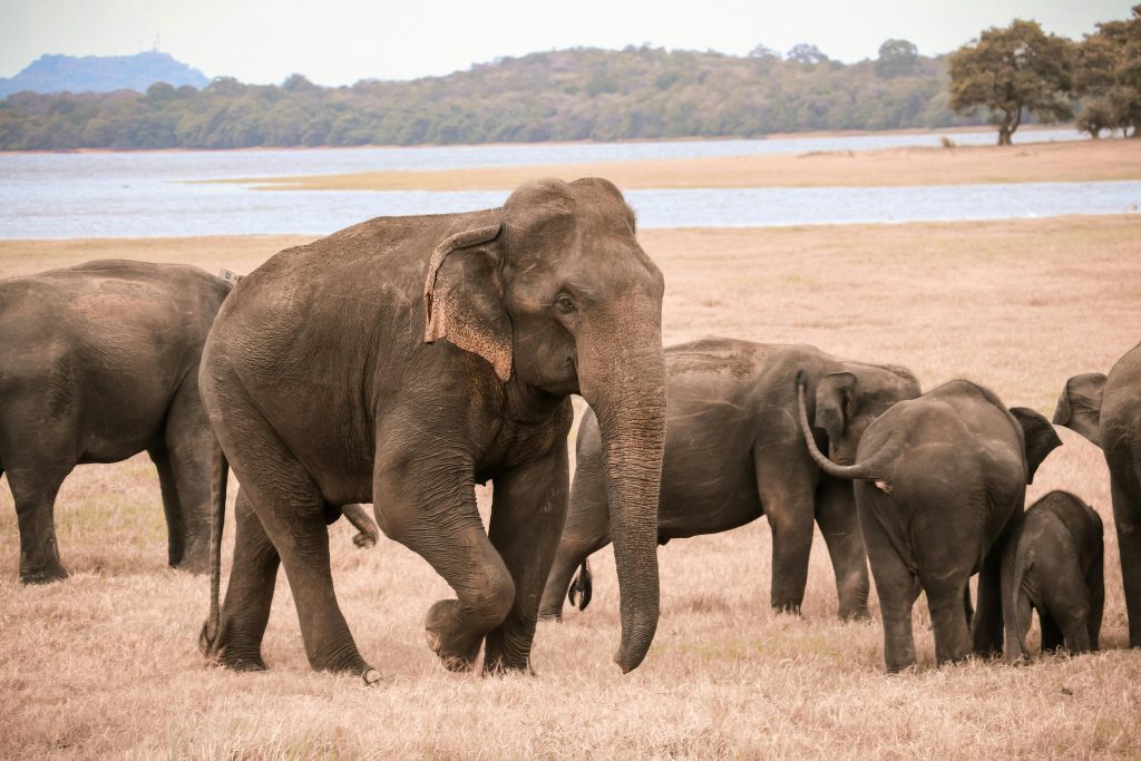 Endangered Animals in Africa India & Sri Lanka - Somak Luxury Travel