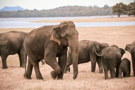 Sri Lanka Elephants in a reserve where work is being done to help reestablish the elephant corridors
