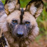 African Wild Dog