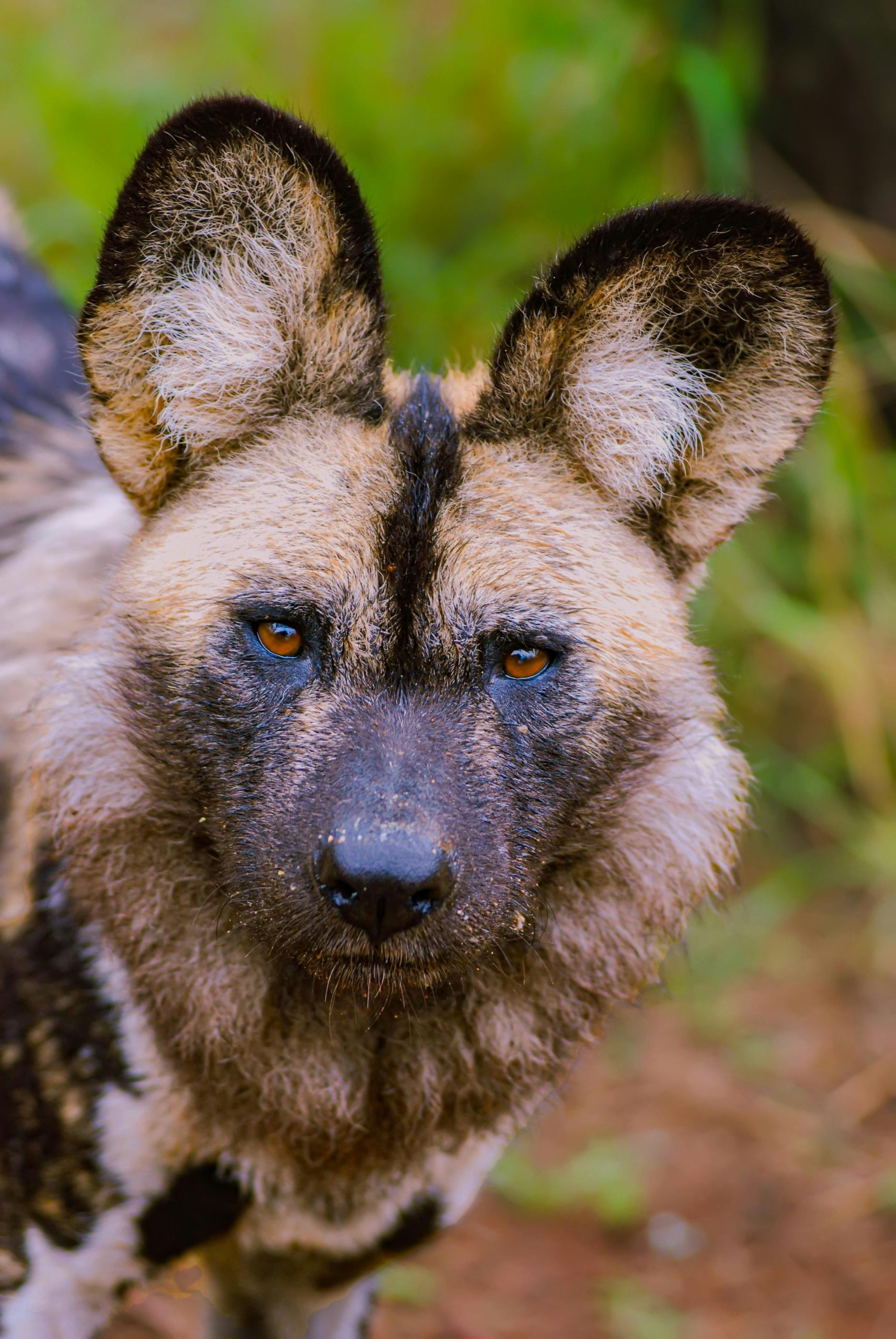 Endangered Animals in Africa India & Sri Lanka - Somak Luxury Travel