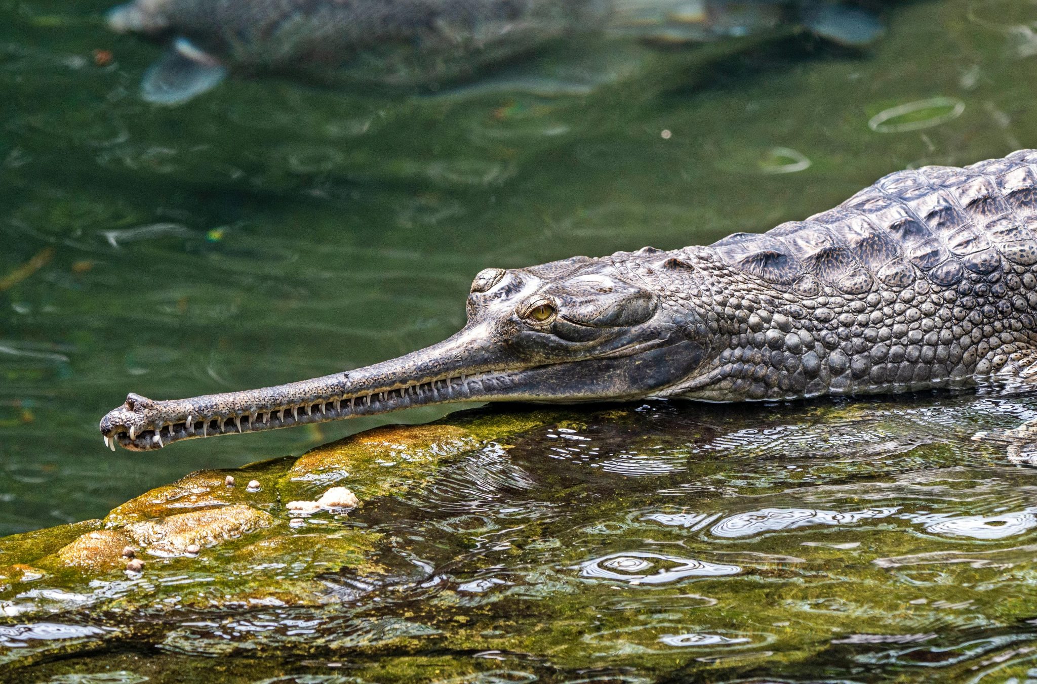 Endangered Animals in Africa India & Sri Lanka - Somak Luxury Travel