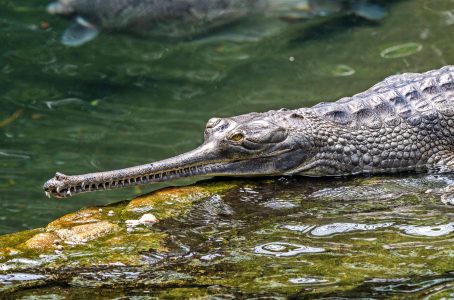 Gharial in a river sunning itself on a rock