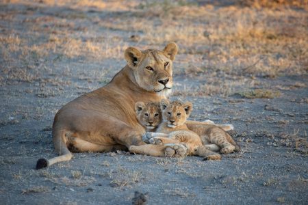 Photo of a lioness with her cubs as a family for this blog which describes family travel including safari travel