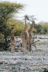 Small family group of young giraffes in the African wilderness used in a blog about family travel which includes safaris and multi-generational trips