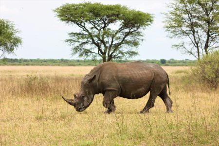 African Black Rhino in the wild